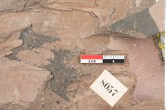 Foto (Detailansicht) von Zizyphus paradisiacus Unger (NHMW-GEO-2024-0188-8057b)
